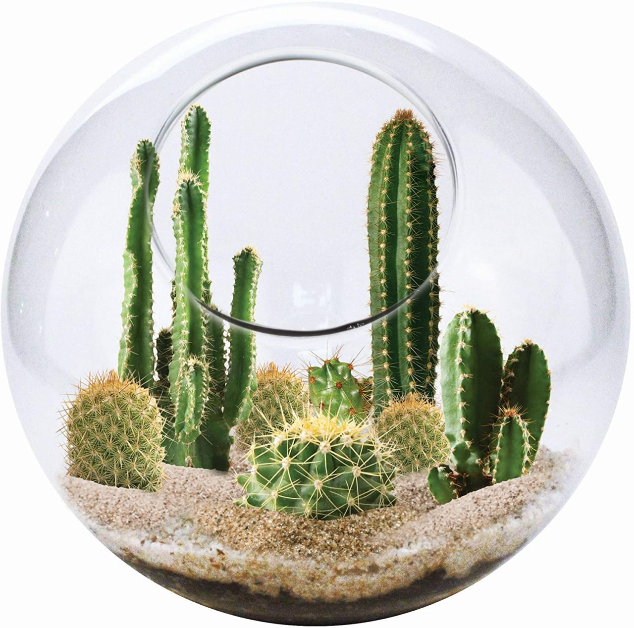 Build Your Own Cactus Terrarium (With Pictures) Succulents Network