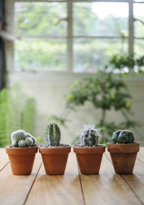 How Often to Water Cacti