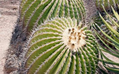 Echinocactus Platyacanthus ‘Giant Barrel Cactus’