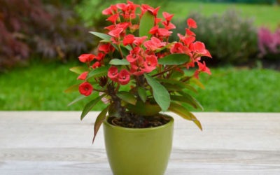 Euphorbia Milii ‘Crown of Thorns’