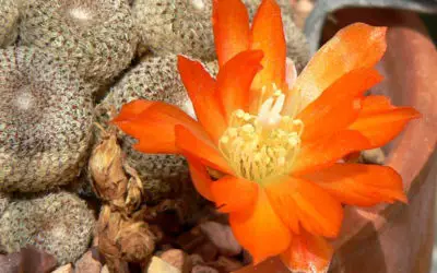 Rebutia Heliosa