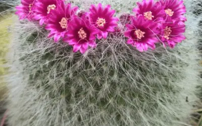 Mammillaria Hahniana ‘Old Lady Cactus’