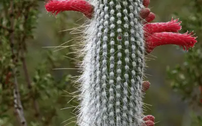 Cleistocactus Strausii ‘Silver Torch Cactus’