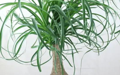 Beaucarnea Recurvata ‘Ponytail Palm’