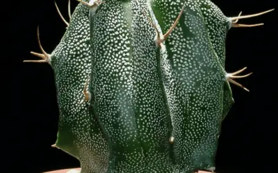 Astrophytum Ornatum ‘Star Plant’