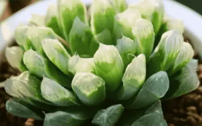 Haworthia Cooperi ‘Cooper’s Haworthia’