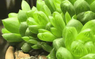 Haworthia Cymbiformis