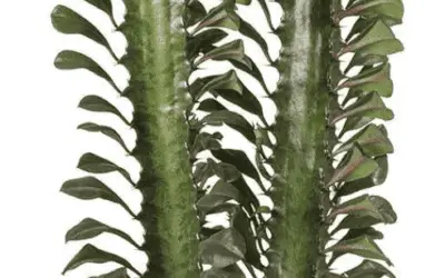 Euphorbia Trigona ‘African Milk Tree’