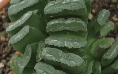 Haworthia Truncate ‘Horse’s Teeth’