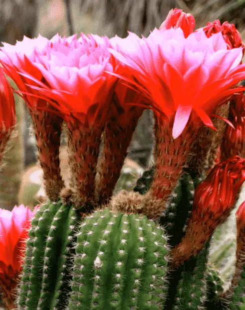 Echinopsis Huascha ‘Red Torch Cactus’
