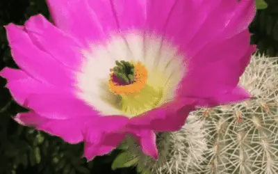 Echinocereus Pectinatus ‘Rainbow Cactus’