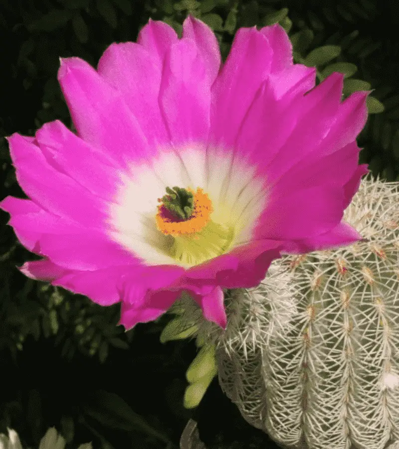 Echinocereus Pectinatus ‘Rainbow Cactus’