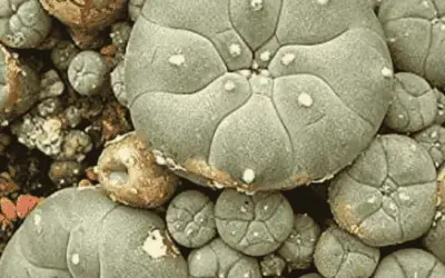 Lophophora Williamsii ‘Peyote’