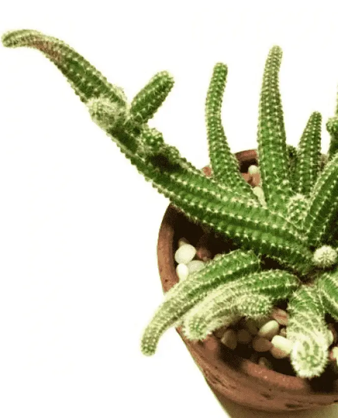 Echinopsis Chamaecereus ‘Peanut Cactus'