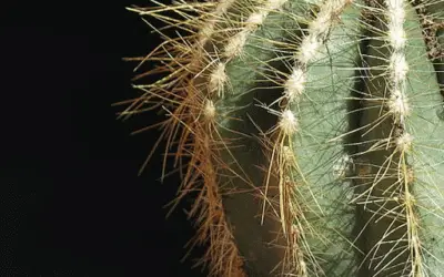 Parodia Warasii