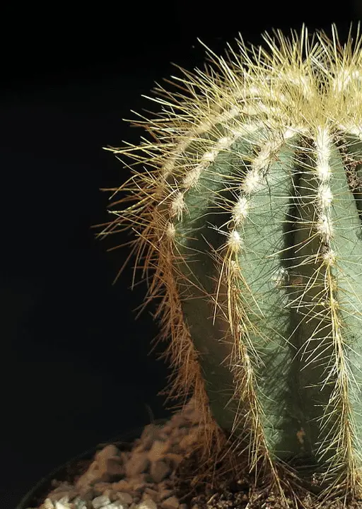 Parodia Warasii