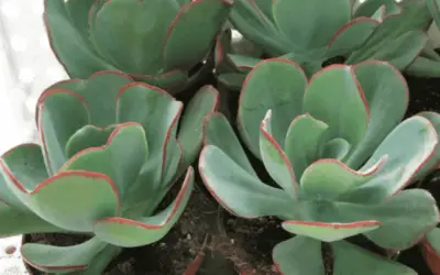 Echeveria Gigantea ‘Giant Hens And Chicks’