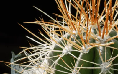 Melocactus Ernestii ‘Melocactus’