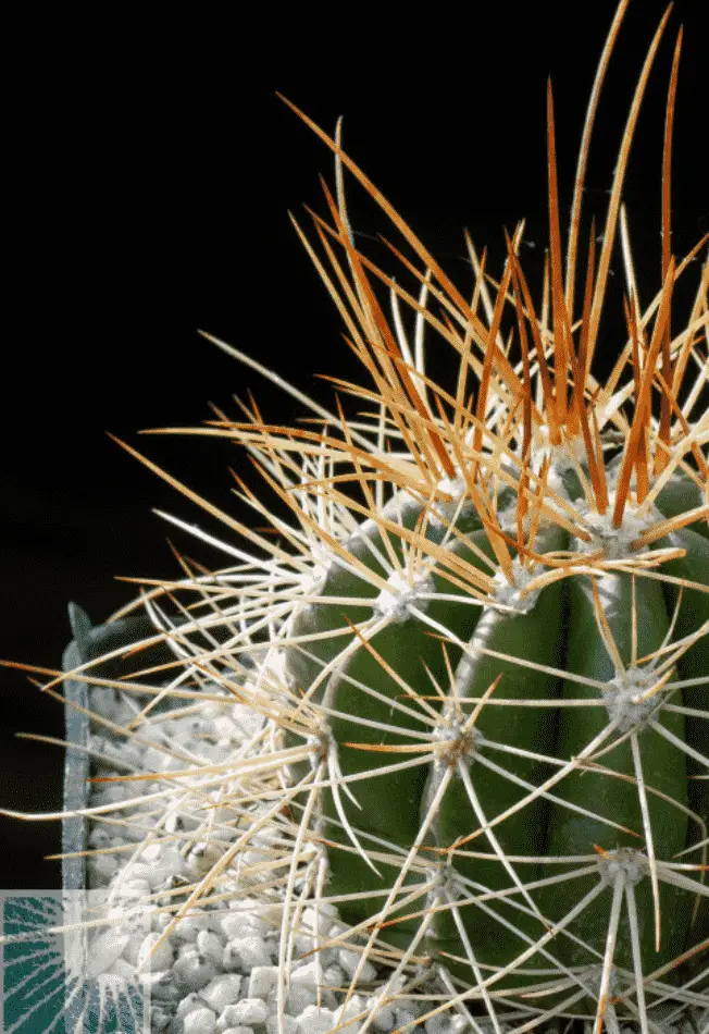 Melocactus Ernestii ‘Melocactus’