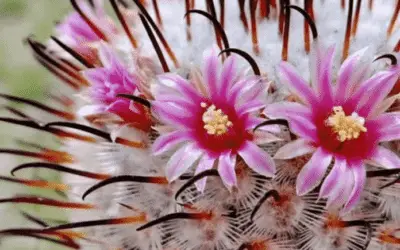 Mammillaria Perezdelarosae