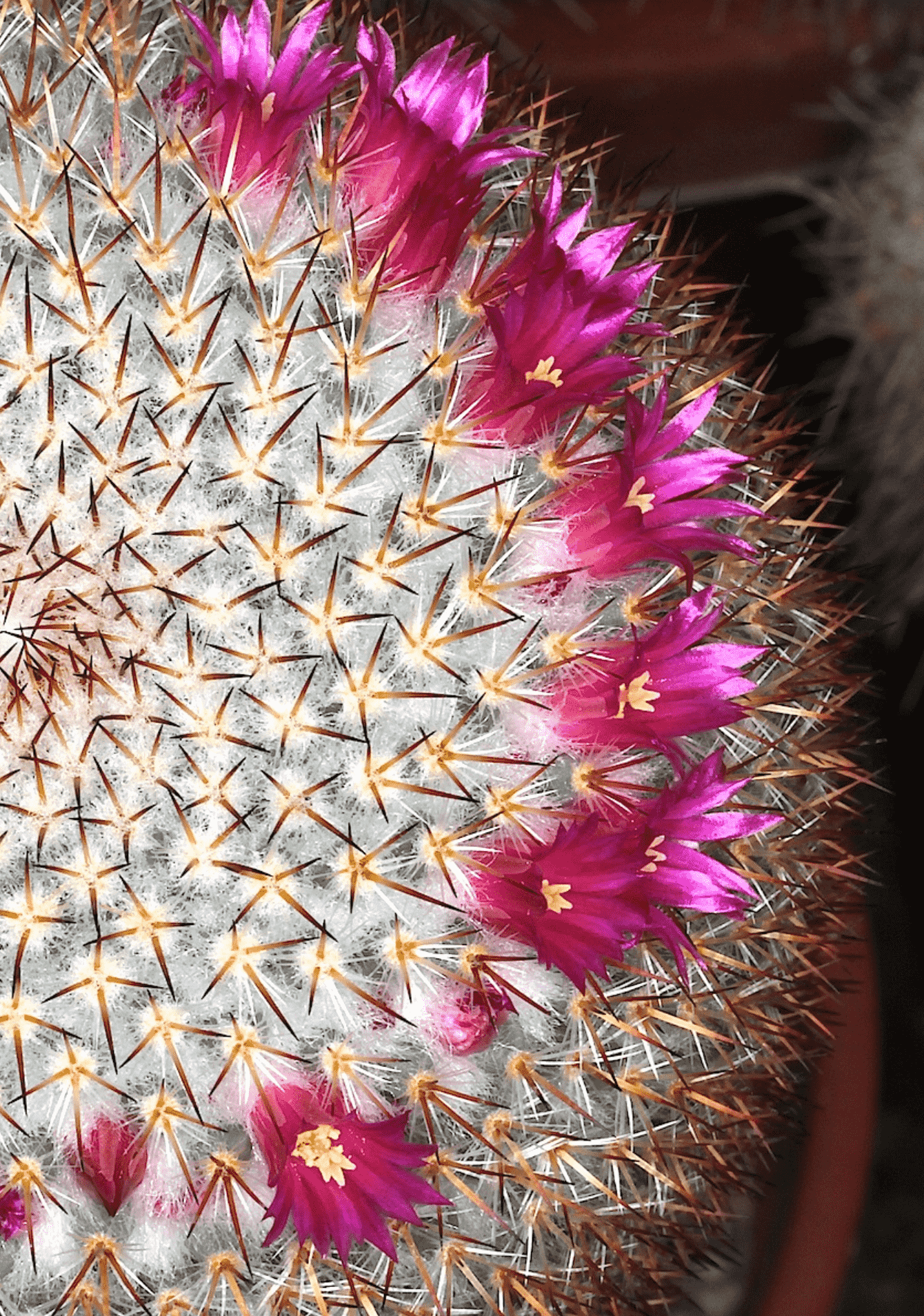 Mammillaria Haageana