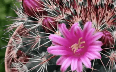 Mammillaria Grusonii