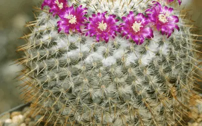 Mammillaria Dixanthocentron