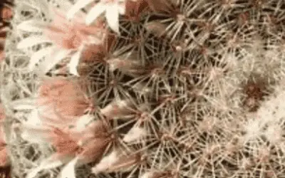 Mammillaria Heyderi ‘Little Nipple Cactus’