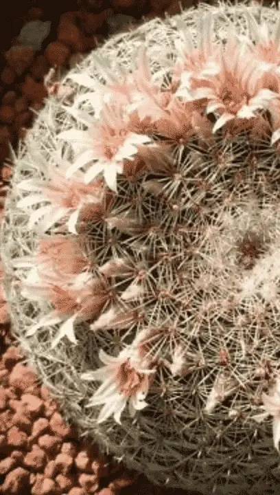 Mammillaria Heyderi ‘Little Nipple Cactus’