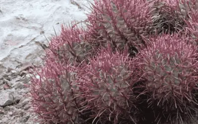 Echinocactus Polycephalus ‘Woolly-headed Barrel Cactus’