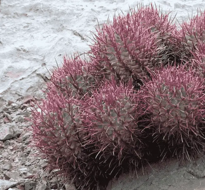 Echinocactus Polycephalus ‘Woolly-headed Barrel Cactus’