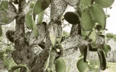 Opuntia Echios ‘Tree Prickly Pear’