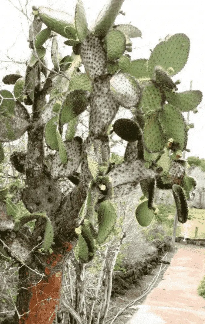 Opuntia Echios ‘Tree Prickly Pear’
