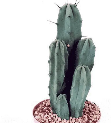 Myrtillocactus Geometrizans 'Whortleberry Cactus’