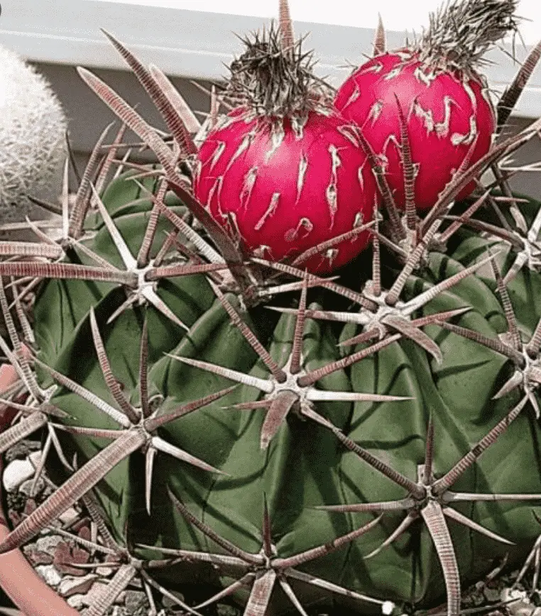 Echinocactus Texensis ‘Horse Crippler’