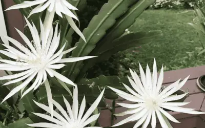 Epiphyllum Hookeri ‘Hooker’s Orchid Cactus’