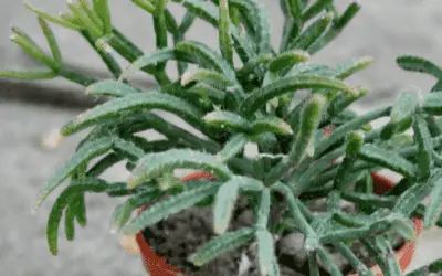 Rhipsalis Pilocarpa ‘Hairy Stemmed Rhipsalis’