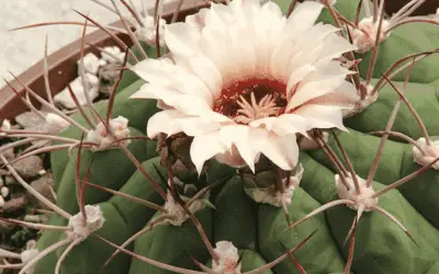 Gymnocalycium Pflanzii ‘Gymnocalycium’