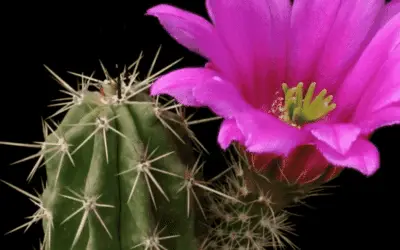 Echinocereus Enneacanthus ‘Strawberry Cactus’