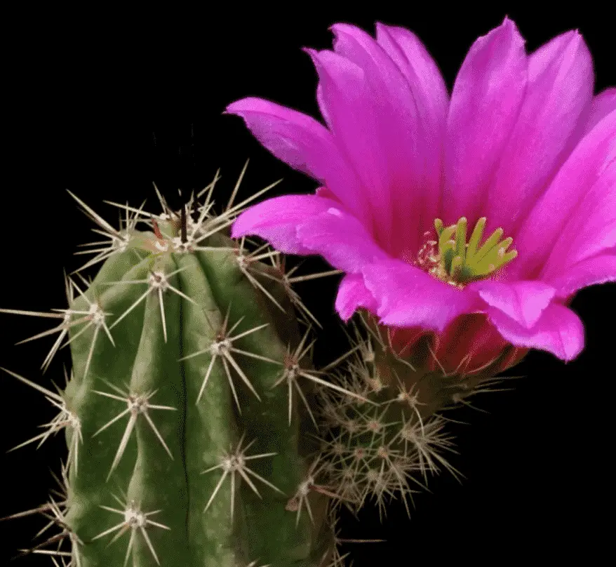 Echinocereus Enneacanthus 'Green Strawberry Hedgehog Cactus'