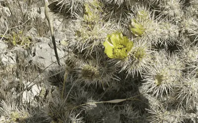 Cylindropuntia Echinocarpa ‘Golden Cholla’