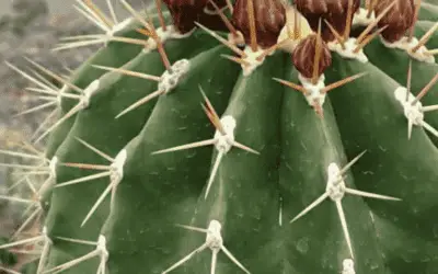 Ferocactus Schwarzii