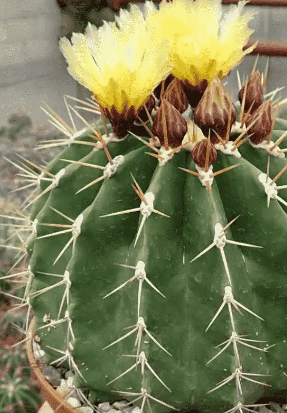 Ferocactus Schwarzii