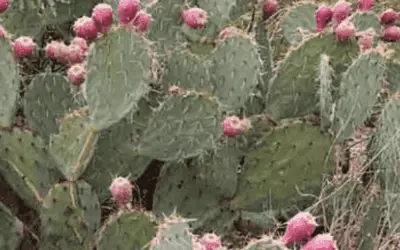 Opuntia Engelmannii ‘Engelmann Prickly Pear’