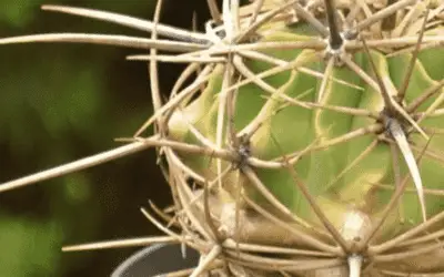 Ferocactus Hystrix ‘Electrode Cactus’