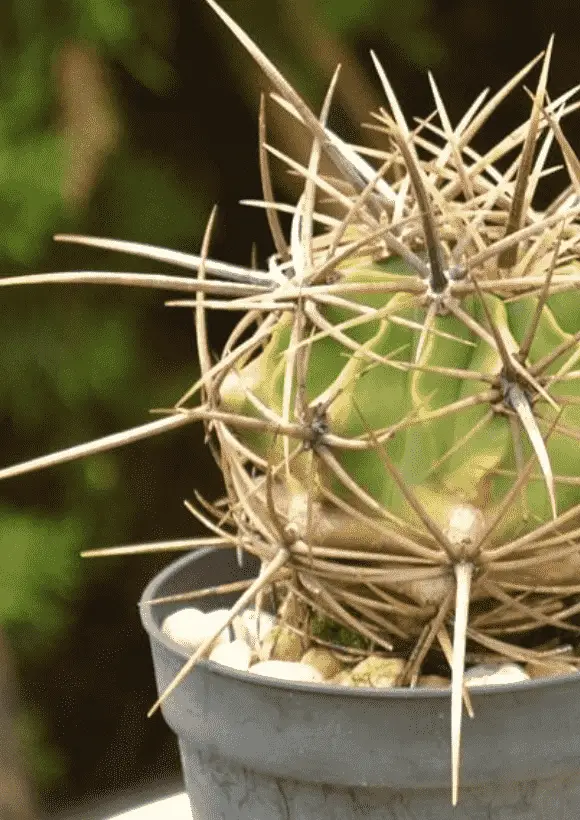 Ferocactus Hystrix ‘Electrode Cactus’