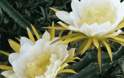 Hylocereus Costaricensis ‘Costa Rica Nightblooming Cactus’