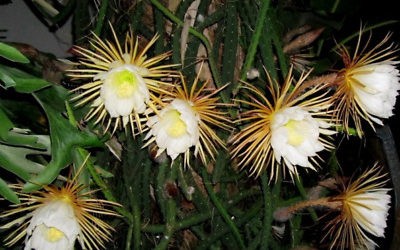 Selenicereus Grandiflorus ‘Queen of the Night’