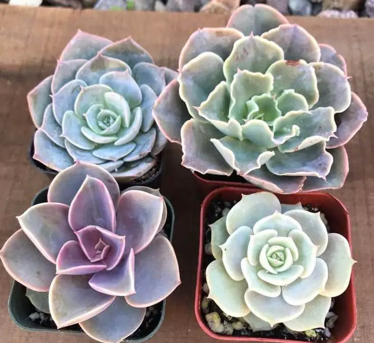 11 Most Popular Echeveria Types