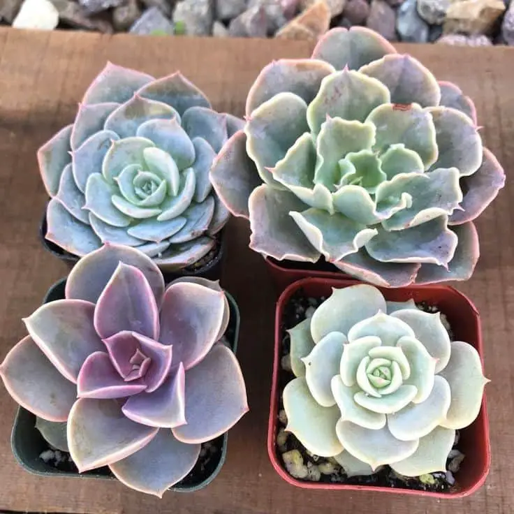11 Most Popular Echeveria Types (With Pictures) Succulents Network